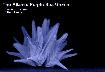 Sea&nbsp;Urchin