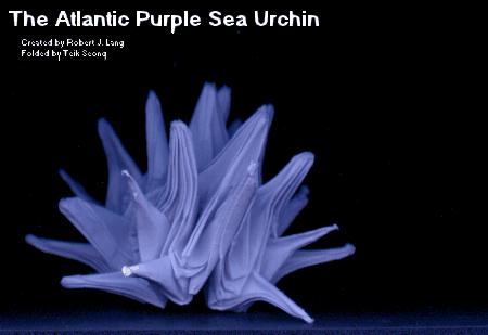 Sea&nbsp;Urchin